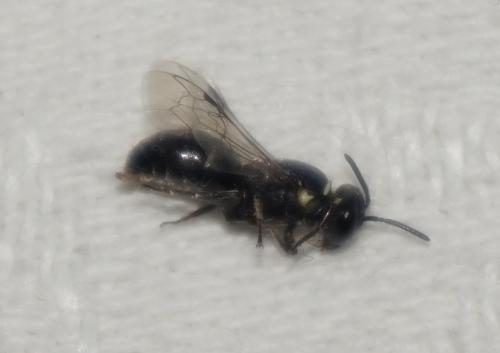 Hylaeus sp.