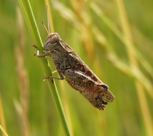 Calliptamus italicus