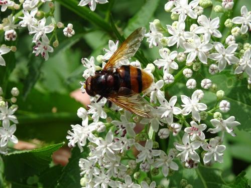 Volucella zonaria