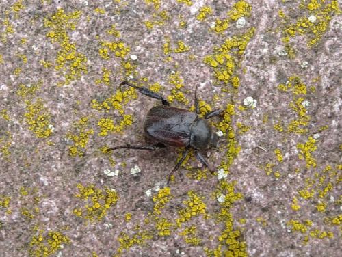Hoplia philanthus
