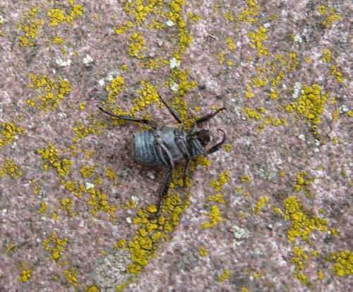 Hoplia philanthus