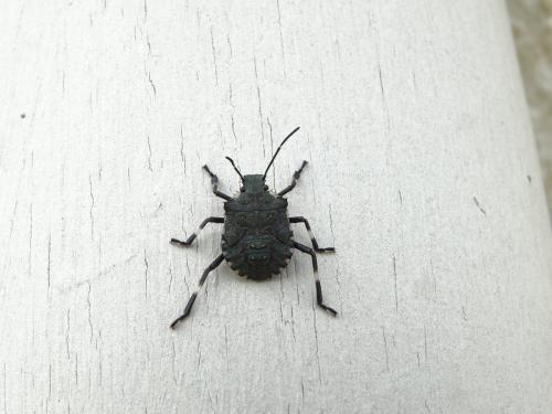 Halyomorpha halys