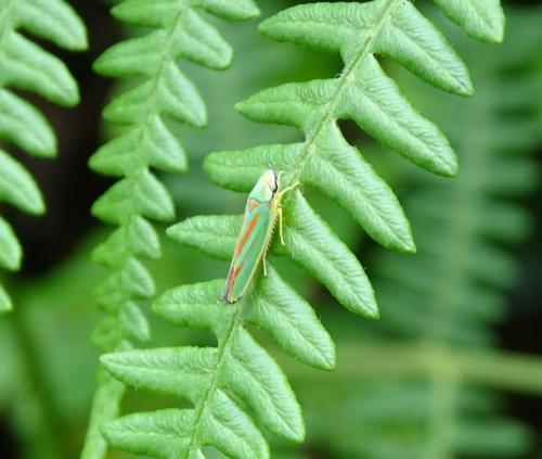 Réf. 326 632 : Graphocephala fennahi