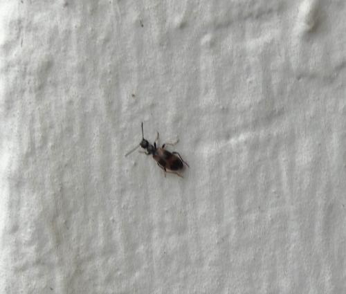 Réf. 326 703 : Anthicus sp.