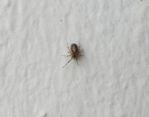 Zygiella x-notata