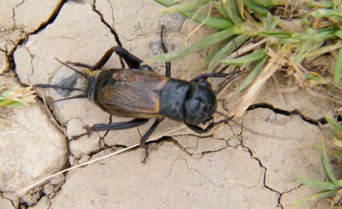 Réf. 326 439 : Gryllus campestris