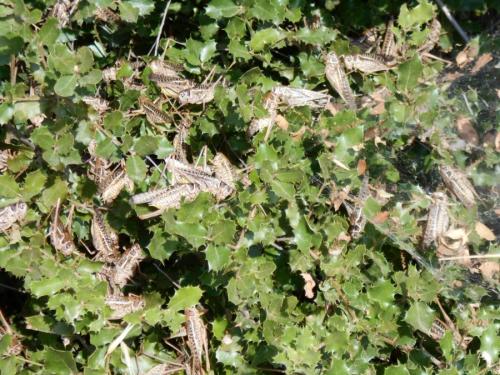 Réf. 326 222 : Decticus albifrons