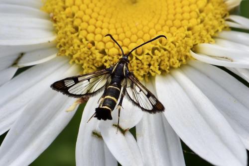 Réf. 326 368 : Synanthedon sp.