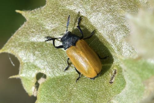 Réf. 326 183 : Labidostomis taxicornis