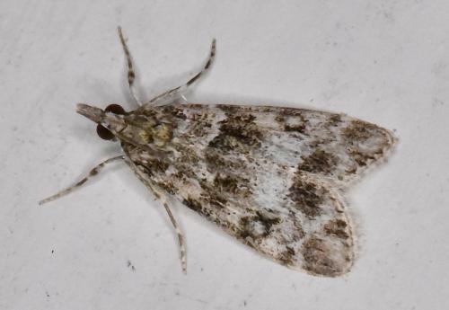 Réf. 326 578 : Eudonia lacustrata