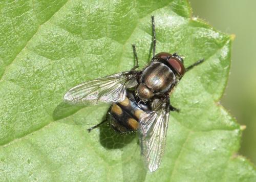 Stomorhina lunata