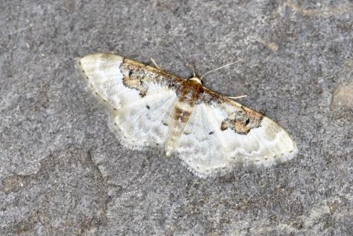 Réf. 326 512 : Idaea mustelata