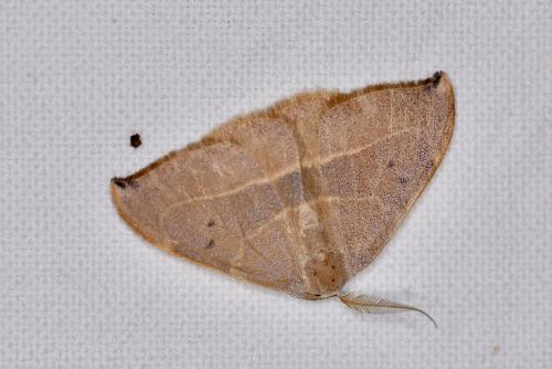 Réf. 326 559 : Watsonalla uncinula