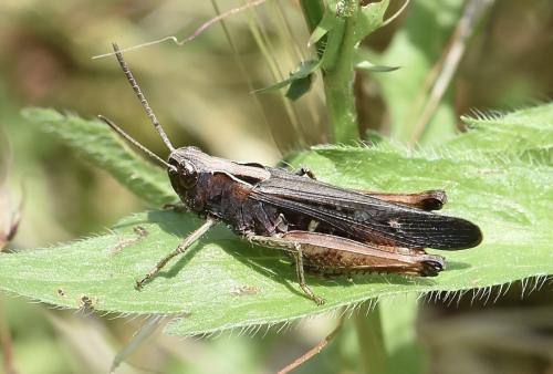 Réf. 326 416 : Omocestus rufipes