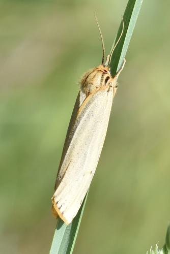 Réf. 326 178 : Coscinia striata