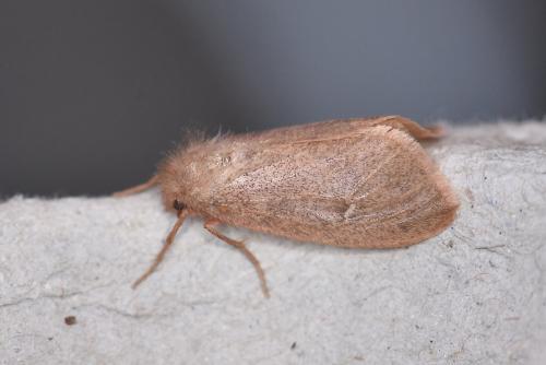 Réf. 326 558 : Ocneria rubea