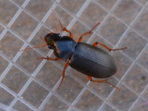 Réf. 326 945 : Pseudoophonus rufipes