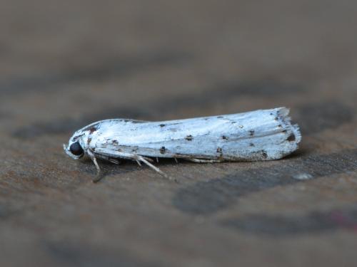 Réf. 326 433 : Myelois circumvoluta