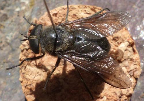 Dasyrhamphis ater