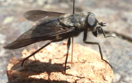 Réf. 326 978 : Dasyrhamphis ater