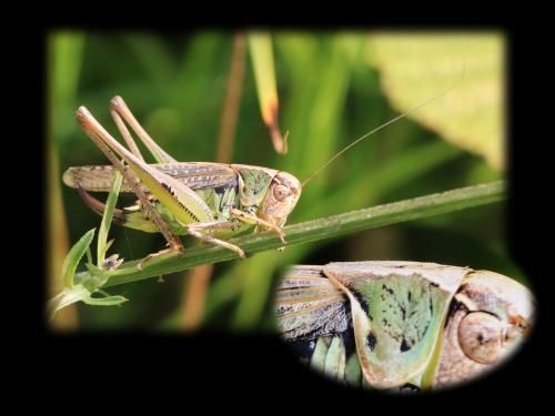 Réf. 326 572 : Platycleis albopunctata albopunctata