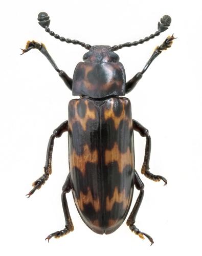 Réf. 326 114 : Encaustes sp.