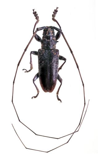 Réf. 326 168 : Myagrus vinosus