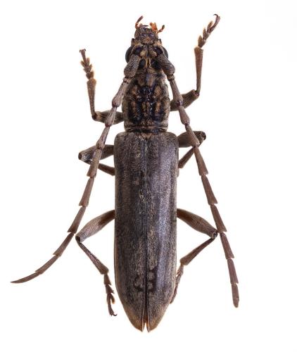 Réf. 326 484 : Imbrius acutipennis