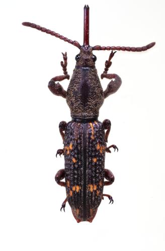 Baryrhynchus dehiscens