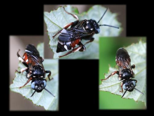 Réf. 326 782 : Epeoloides coecutiens