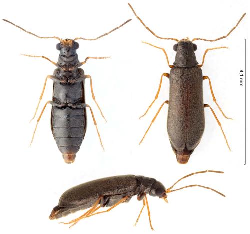 Episernus granulatus