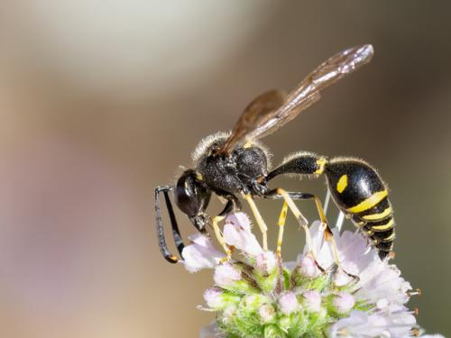 Eumenes papillarius