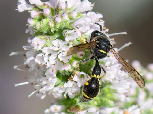 Eumenes papillarius