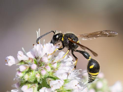 Réf. 326 864 : Eumenes papillarius