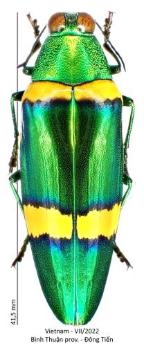 Réf. 326 772 : Chrysochroa viridisplendens
