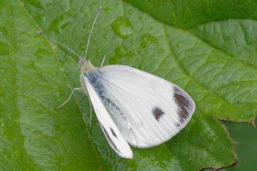 Réf. 326 758 : Pieris mannii