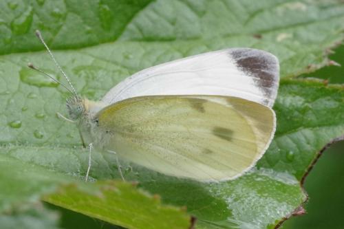Réf. 326 759 : Pieris mannii