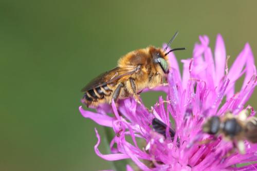 Lithurgus chrysurus