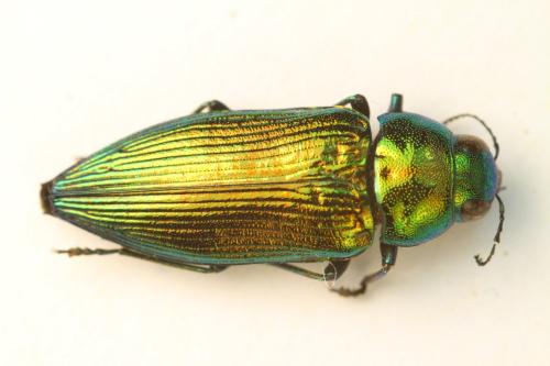Eurythyrea sp.