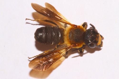 Megachile sculpturalis