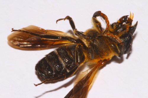 Megachile sculpturalis
