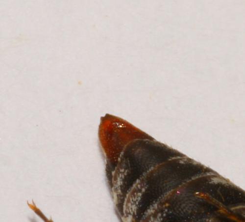 Coelioxys afra