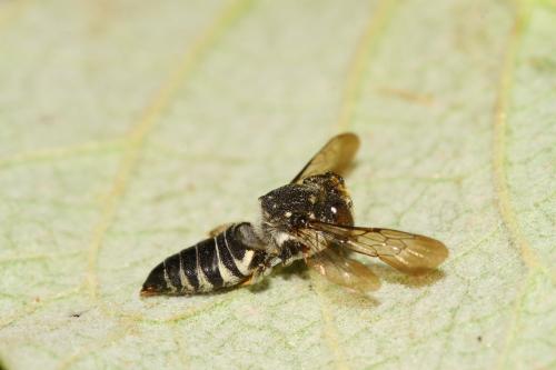 Coelioxys afra