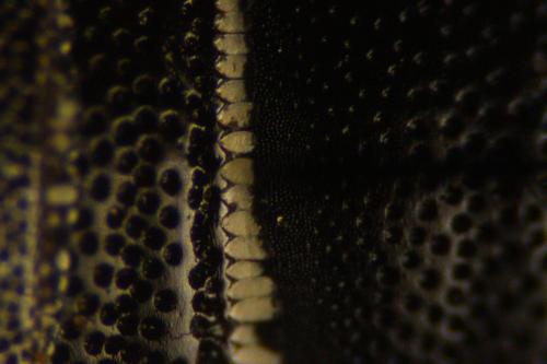 Coelioxys afra