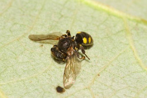 Réf. 326 998 : Oxybelus sp.