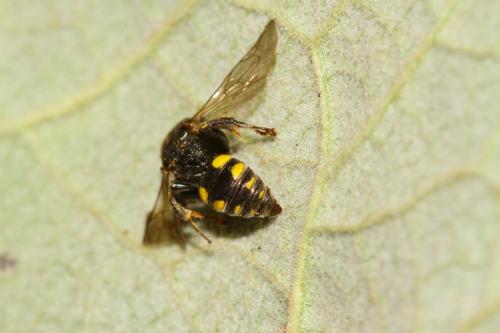 Réf. 326 999 : Oxybelus sp.