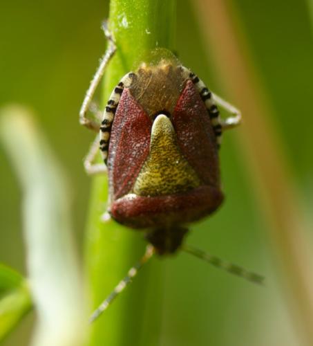 Réf. 326 110 : Dolycoris baccarum