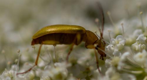 Réf. 326 105 : Cteniopus sulphureus