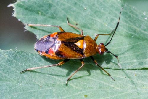 Réf. 326 000 : Deraeocoris ruber