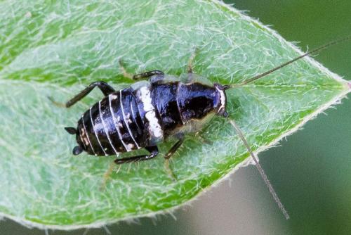 Réf. 326 226 : Planuncus vinzi